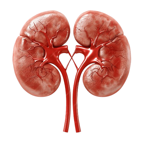 Kidney
